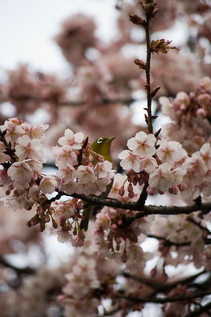 メジロと寒桜