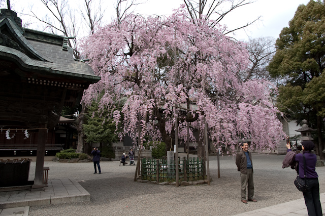 しだれ桜の前で記念撮影