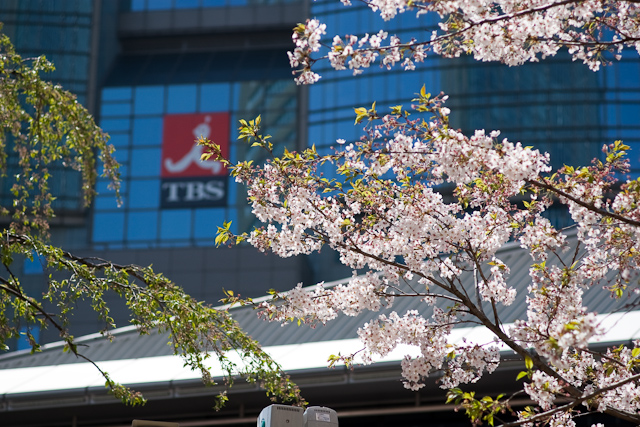 赤坂の桜。