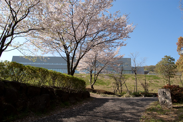 城山公園の桜。