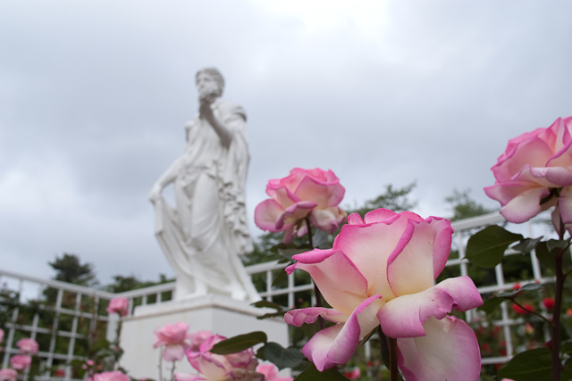 生田緑地の薔薇