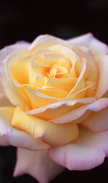 おいしそうな薔薇