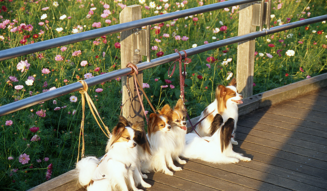 何犬なんですか？