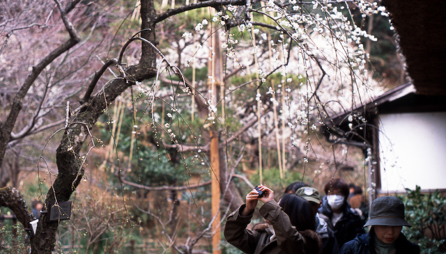 百草園 × トレビ