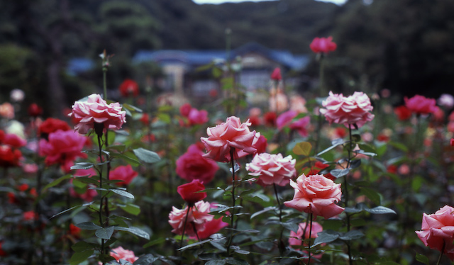 君は薔薇より美しい。