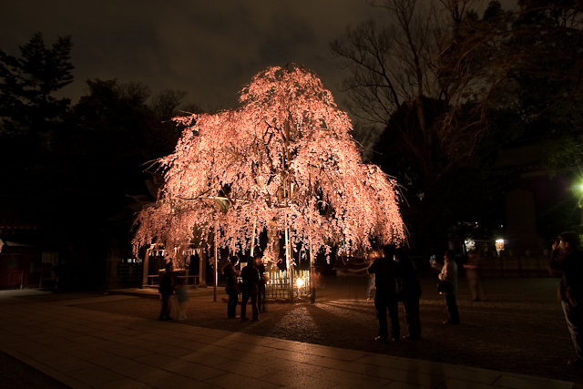 大国魂神社のしだれ桜