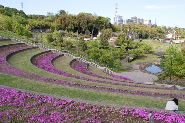 芝桜全景