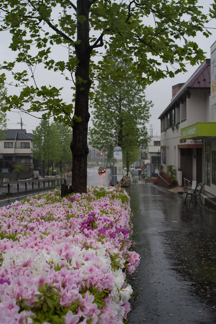 つつじ道。