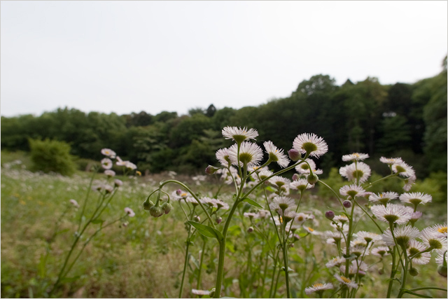 野に咲く花