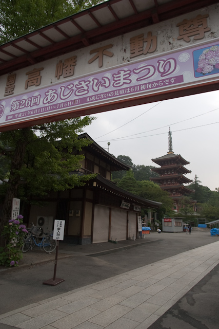 高幡不動尊・あじさいまつり