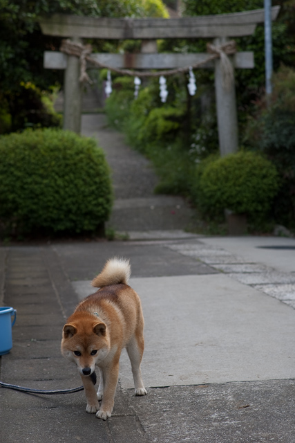神社犬
