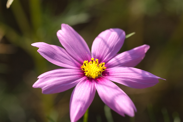 なにかのお花(-.-;)