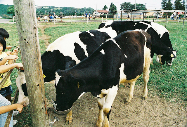 cows