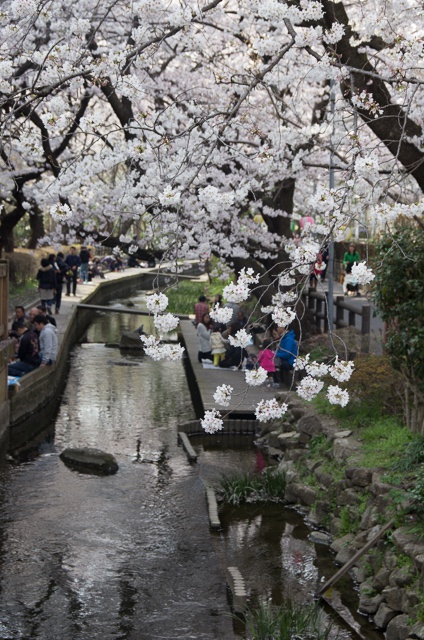 二ヶ領用水の桜並木