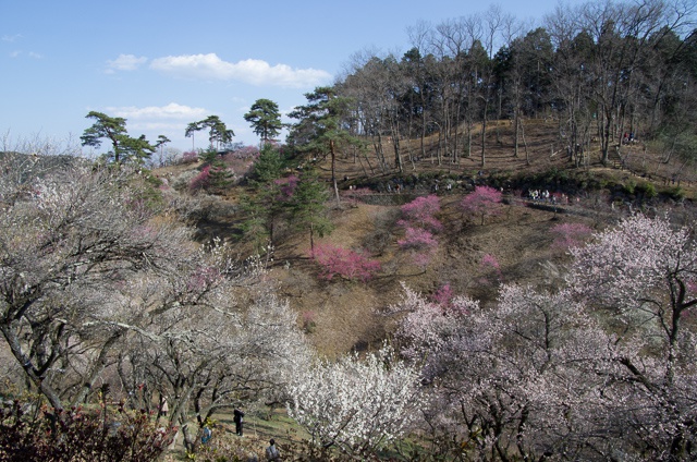 吉野梅郷